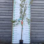 Jabloň domáca (Malus domestica) ´FLORINA´- jesenná, výška 270-300 cm, obvod kmeňa 6/8 cm, kont. C6L